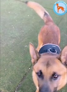 5K views · 171 reactions | ❤️ Bradley ❤️ Bradley is the most...