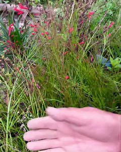 Firecracker Plant - Summer Flowering Plant #summerfloweringplant #summerflower #firecrackerplant | Pabitra Garden