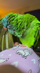 7K views · 398 reactions | See? Stewie isn’t always hot, molten evil. Sometime Stewie’s just a good boy. Gwen (my African Grey) is in the background making Kevin (our corgi) noises. | Birds and Beaks Rescue and Rehab | Facebook