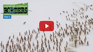 37K views | We proudly present Wildlife Without Borders歷 As Cristina Mormorunni stresses in the film, "everyone cares about #wildlife." Tune in and celebrate the diversity of reasons to #KeepItConnected! Stream, share, and continue to engage on #wildlifecorridor issues in New Mexico and across the West. Get involved at cavu.org/wildlife | CAVU | Facebook