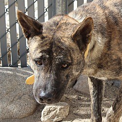 Yucca Valley, CA - Akita/Pit Bull Terrier. Meet Lily [Solo] a Pet for Adoption - AdoptaPet.com