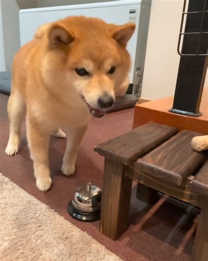 So smart | Shiba Inu Overload