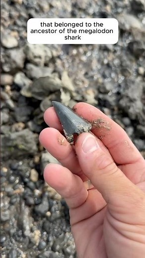 24-30 MYO ancestor the Meg found in Charleston, SC with a paleontologist! #fossils 🦈😱