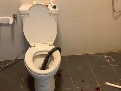 Eek! Python bites man's privates while on the toilet
