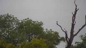 Lilac-breasted Rollers | WildEarth Cam