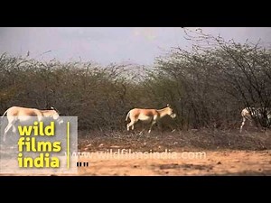 Group of Wild Ass in Little Rann of Kutch