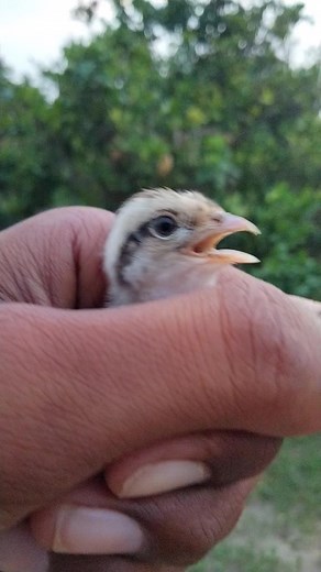 Grey Francolin chick first call | Birds World Point