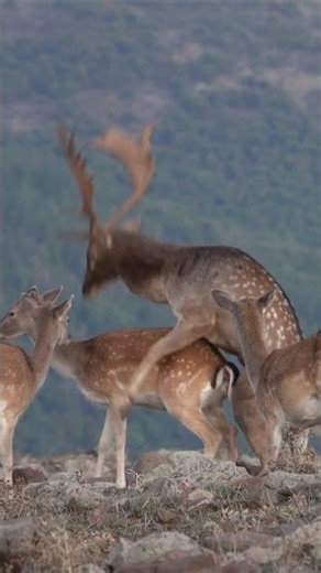 Deer mating process in jungle|Animal breeding zone. #1000subscriber