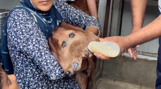 Two-headed cow nursed by villagers in India