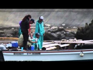 Dolphin is force-fed in captivity