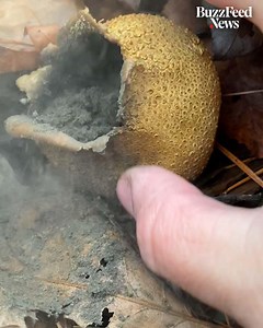 511K views · 5.6K reactions | Watching this forager stomp on puffball mushrooms is so satisfying ? | The Tasty Grill | Facebook