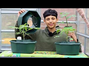 How To Grow Tomatoes In A Plant Halos | Growing Tomatoes