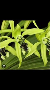 Coelogyne Pandurata. 1 planta disponible adulta, no flor. En tiesto de Bambú de 10” Si te interesa escríbenos 787-506-8064 NO SE ENVÍA POR CORREO 📦 | The Orchids Palace LLC