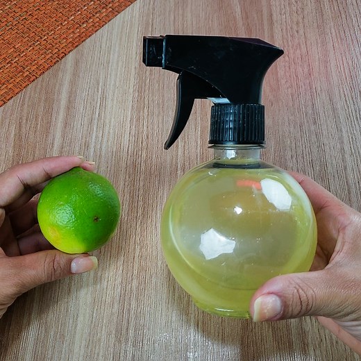 Eliminate cockroaches and flies naturally with this mixture | Recipes of Drika