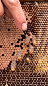 8.4K views · 94 reactions | Removing 5 queen cells!  #california #bees #queenbee #beekeeper #beekeeping #savethebees #insects #animals | California Bee Company | Facebook