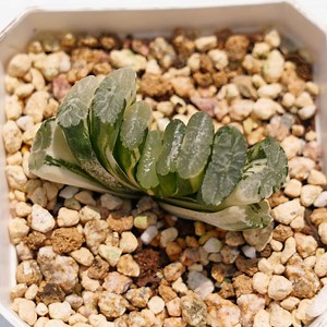 Haworthia Truncata Nazca Lines Variegated - Succulent Plants - A Touch of Nature for Your Space - Etsy Australia