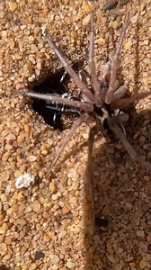 28K views · 294 reactions | Spider wasps (family Pompilidae) are...