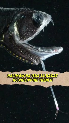 May Ganito palang isda sa pilipinas Deep-sea Dragonfish #hilightseveryonefollowers #deepseacreatures | Edmer De La Cueva