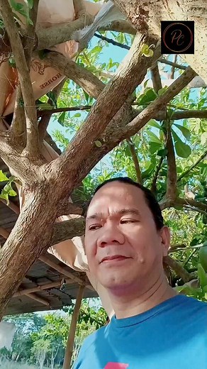 Miracle fruit Plantation!‼️😱😊😁 📌 Calabash Fruit 🌳 #pcooztv #farmlife #viewers #highlight #journey #miraclefruit #travel #followers #reelsviralシ #pc | PC Ooz TV