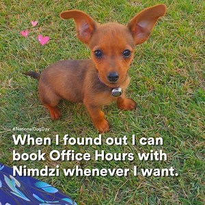 Happy #NationalDogDay from the Nimdzi Team! People often think that Nimdzi provides translation or localization services. But this is not true. We really just rebel and share dog photos in group chats. While we speak all sorts of languages (🐶), Nimdzi researchers are your loyal consultants helping companies grow globally through strategic investing in mature, scalable globalization processes. #TalkToNimdzi about building localization programs, language technology solutions, international trade 