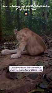 6K views · 15 reactions | Jay is a spirited young puma fighting to...