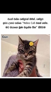 2.9K views · 53 reactions | 沈 | ＰＡＮＤＯ | Facebook