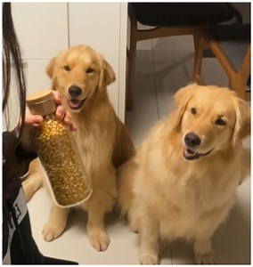 20K views · 284 reactions | These golden retrievers are as sweet as hilarious  | MetDaan Tips | Facebook