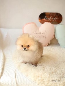 ⭐️ JAZZY ⭐️ #foufoupuppies 🌈🐾 Isn’t she the sweetest Boo type Pom ! Orange/Sable coat with an adorable teddy bear 🧸 face ! Sweet and fun personality that’ll keep a smile on your face 🤗 #orangepomeranian #orangesablepomeranian #orangesablepom #orangepom #pommymommy #pommy | Foufou's Teacup Puppies