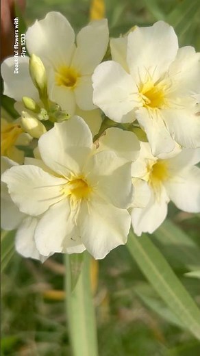 A Nerium Flowers || Home Gardening | #flowers #youtubeshorts #trendingshorts #shorts