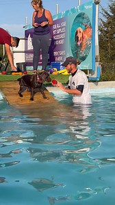 Ralph 3 year old cockerel & Maya 10 month old cockador both loved their swimmies 🐾💕💦🇬🇧 | Canine Dip and Dive Maldon
