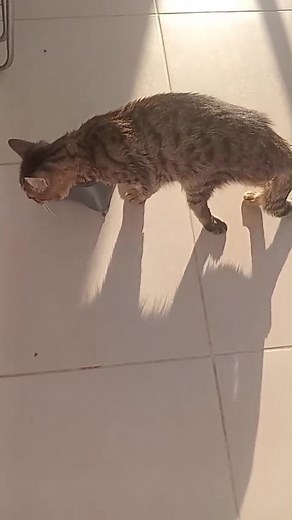 **UPDATE: Hij heeft een oude fractuur in zijn heup welke de natuur heeft geprobeerd op te lossen maar hierdoor ook een (hopelijk tijdige) verlamming. Hij is aangereden langere tijd geleden 😭💔 De dierenarts probeert met Cortison en vitamine injecties hem mobieler te maken. Deze behandeling is al eerder met succes aan een kat gegeven, helpt het bij hem niet dan word er overgegaan tot amputatie. Waarom dit niet direct gedaan word? Omdat hij gewend is om zo te lopen nu en we niet weten hoe lang di