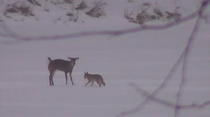 This deer was NOT backing down. | The Venatic