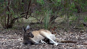 Globe, 3D, 3D Model, Earth