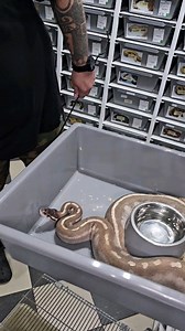 14K views · 25 reactions | Purple passion female feeding ☠️ #royalpythons #ballpythonlove #beardeddragon #reptilebreeder #snek #morph #leopardgecko #petsnake #herpetology #animal #morphs #cornsnake #snakelove #reptilelove #livingart #ballpythonofinstagram #snakelovers #reptilesofinsta #serpent #ballpythonsnake #nature #ballpythonlover #babyballpython #snakesofinsta #crestedgecko #ballpythonmorphsofinstagram | Xclusive ball pythons | Facebook