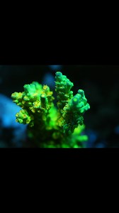 The Corner Reef on Reels