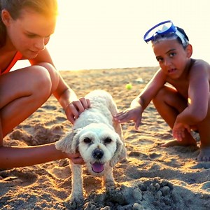 🌴🏨🍹 Come Experience THE GOOD LIFE at Holiday Inn "At the Pavilion"! 🍹🏖️🌴 Looking for the ultimate beach getaway? Look no further! Join us at Holiday Inn "At the Pavilion" and indulge in the beauty of our stunning beaches and the fun-filled vibes at our famous Tiki Bar! 🌊🌞 #HolidayInnPavilion #HIPavilionMB #HolidayInnPavilionResort #MyrtleBeach #GrandStrand #MyrtleBeachSC #Vacation #Beach #BeachVacation | Holiday Pavilion Resort on the Boardwalk