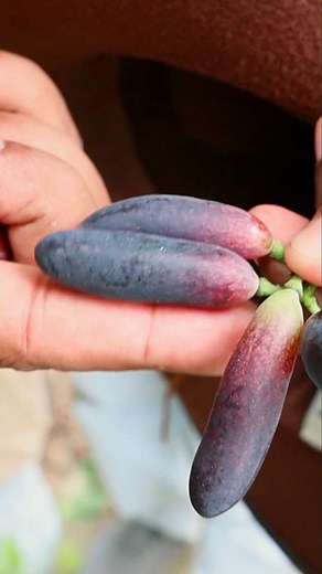 514K views · 15K reactions | Moon Drop Grapes #grapes #instagramers #islamabad #instagram #insta #travelblogger #foryou #fruits #instafood #FacebookPage #instagramreel #Pakistan #travelphotography | Arshad VLOG | Facebook