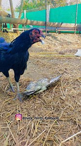 My home breed female aggressive top🤫👿📈 #motherlove❤️ . . No Birds harmed in this post. . . . #sevalsandai #trendingreels #fyp #foryou #reelsgrowth #explore #ᴛʀᴇɴᴅɪɴɢɴᴏᴡ #reach #rekkalarace🖤♥️ #viralinstagram #rockstar #cute #Mangalore #pollachi #kadapa #odisha #coimbatore #bruce_farm_koduvai | Bruce Farm Koduvai