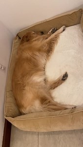 Come on over and sleep with me. I will share my bed with you! It’s very cozy and comfy, and we can snuggle together. It will be a lot of fun! Also, I know that Phyllis will bring us cookies and milk for a nighttime snack that we get to have before we go to bed. We love Phyllis’s 4 meal a day tradition. When she was growing up, there was often a fourth meal of the day before going to bed. LOL Not kidding! We Mayors are “living the dream” over here. Come live it with us! You may not lose any weigh