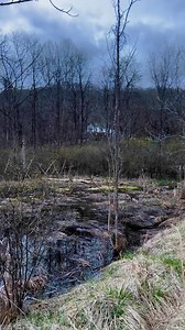 Omg. The spring peepers are so loud!!! Whenever I do a video from the porch of the Stuart House, everyone always asks where the frogs are. It literally hurt our ears down by their marshy area. That is the driveway to the Stuart House. My ears are still ringing! #oldhouselife #saltvilleva | Old House Life - Michelle Bowers