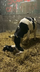 69K views · 2.3K reactions | Heifer calf from a heifer ☺️ Both cow and calf are sired by homebred stock bulls and the heifer is the last calf from a EX90 cow that milked 84,863 litres in 8 lactations  Nearly at the end of them now 爛 | Kilsunny Pedigree Herds | Facebook