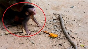 MG! Newborn cry loudly cos Mom Drag baby from kidnapper, Newborn learn how to walk, The Monkey Camp 7057 | MonkeyCamp