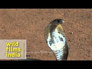 Indian hooded cobra