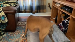 26K views · 2.3K reactions | Mama Mia & Baby Bella playtime ❤️ #miadagangwithemily #furryfriends #funnydog #boxers | Mia & Da Gang With Emily | Facebook