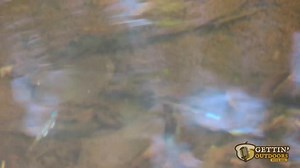 2K views · 16 reactions | I need a little help identifying this little blue darter/shinner. Can you help? BDL #ghwildlife #gowbdl #gettinoutdoors #grampianhills | Gettin' Outdoors With BDL | Facebook