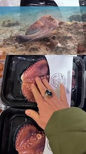 EVERYONE would be #vegan if this footage was placed alongside #meat packaging. 🥺 | John Oberg