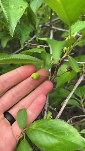 21K views · 406 reactions | There is a bit of a range overlap of...