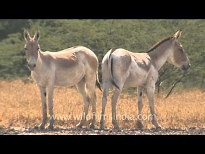 Wild Asses, posing for the camera, Gujarat