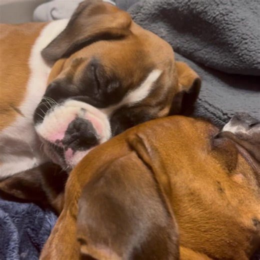 Bestest Friends🐶❤️ | Luke The Boxer