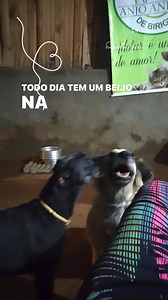 Boa tarde desses anjinhos fofo Sandrinha e Sebastião, olha o beijinho dele nela kkkkkkkkkkkk Muito obrigada ótimo final de dia à todos 🙏🙏🙏🙏🙏🙏🙏🙏🙏🙏🙏 Nosso PIX CNPJ:11944679/0001-93🙏🙏🙏 Anjo animal cuidamos com amor, carinho e dedicação com ajuda de todos 🙏🐾🐶🇧🇷❤️🥰💝🙏🐾🐶🇧🇷 | Anjo animal birigui